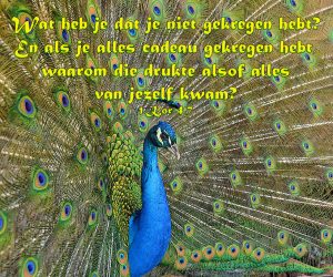 Geen afgunst