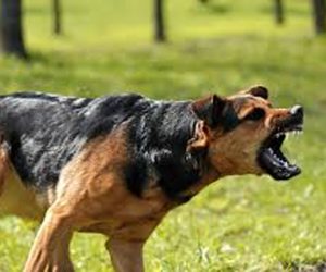 “Versteende” honden..